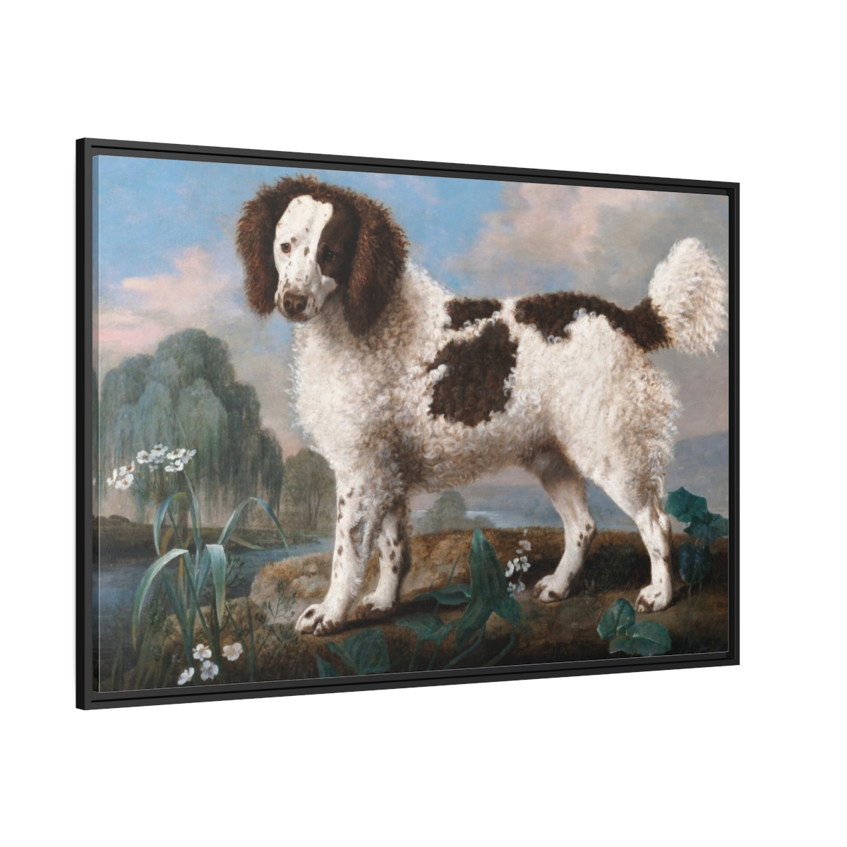 Norfolk spaniel hot sale